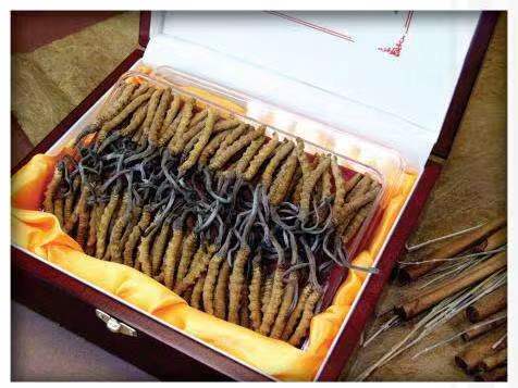 定日冬虫夏草回收